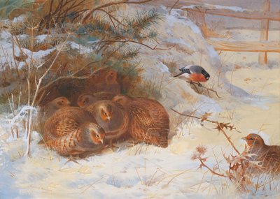 Matin givré, Faisan en hiver - Archibald Thorburn