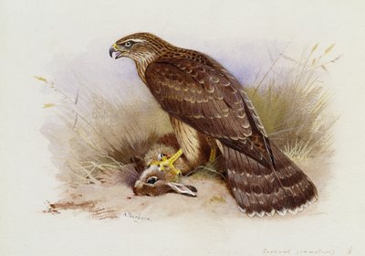 Autour des palombes - Archibald Thorburn
