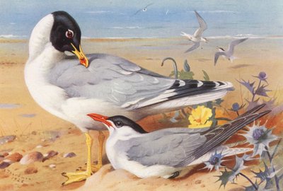 Goéland à tête noire, Sterne caspienne - Archibald Thorburn