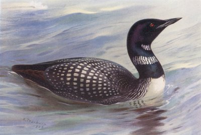 Plongeon imbrin - Archibald Thorburn