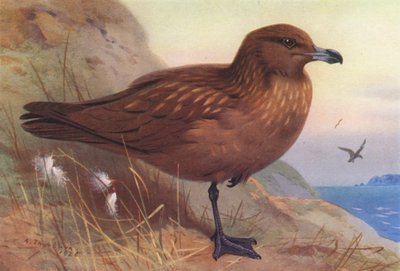 Grand Labbe - Archibald Thorburn