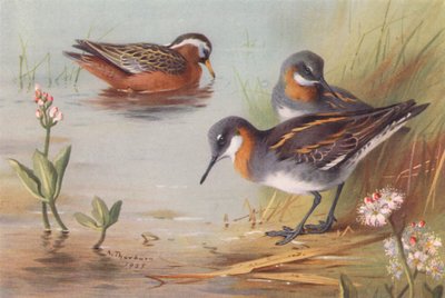 Phalarope gris (été), Phalarope à bec étroit (été) - Archibald Thorburn