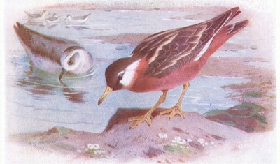 Phalarope à bec large (été et automne), de Birds of the British Isles and Their Eggs publié par Frederick Warne & Co Ltd, 1958 - Archibald Thorburn