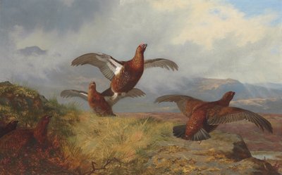 Grouse en vol - Archibald Thorburn