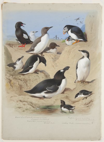 Guillemots, pingouin torda, macareux et alcidés, c.1915 - Archibald Thorburn