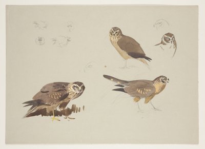 Busard et bécasseau, c.1915 - Archibald Thorburn