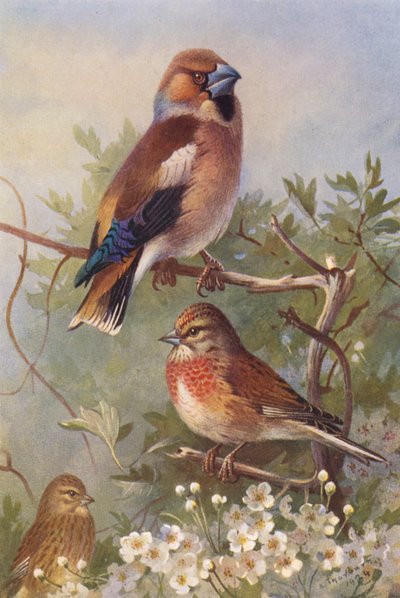Gros-bec, linotte (mâle et femelle) - Archibald Thorburn