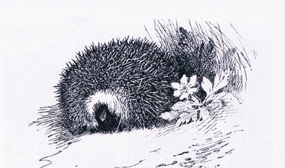 Hérisson, Nature en Grande-Bretagne publiée par Collins, 1946 - Archibald Thorburn
