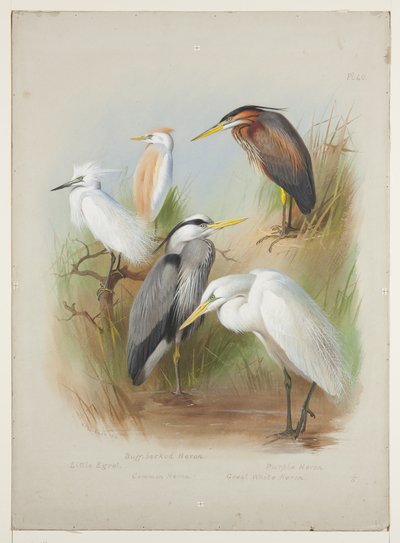 Hérons et aigrette, c.1915 - Archibald Thorburn