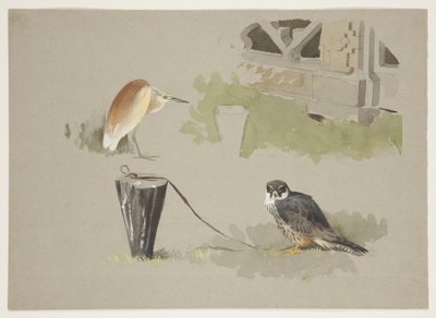 Faucon hobereau mâle attaché et héron squarro, vers 1915 - Archibald Thorburn