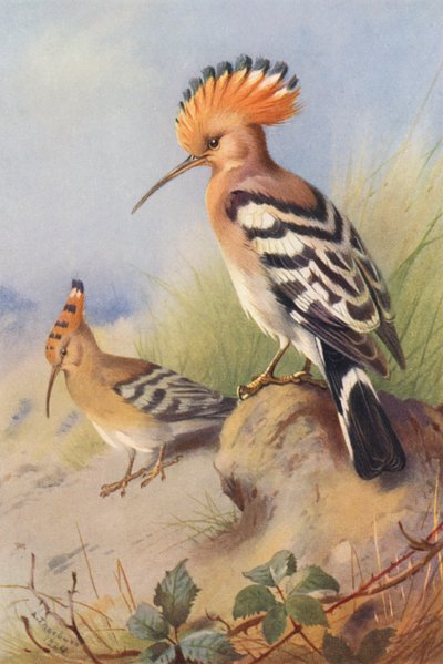 Huppe fasciée - Archibald Thorburn