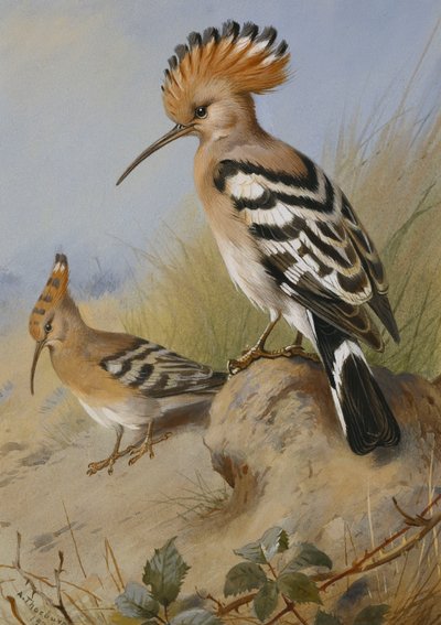 Huppes - Archibald Thorburn