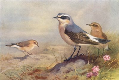 Traquet isabelle, Traquet motteux (mâle et femelle) - Archibald Thorburn