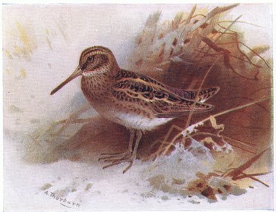 Bécassine sourde, de Birds of the British Isles and Their Eggs publié par Frederick Warne & Co Ltd, 1958 - Archibald Thorburn