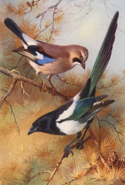 Geai, Pie Bavarde - Archibald Thorburn