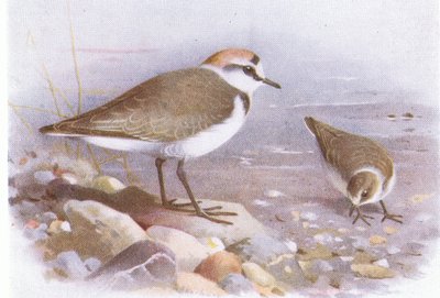 Pluvier de Kent, de Birds of the British Isles and Their Eggs publié par Frederick Warne & Co Ltd, 1958 - Archibald Thorburn