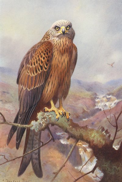 Cerf-volant - Archibald Thorburn
