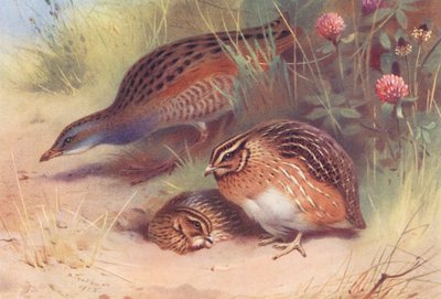 Râle de terre, caille (mâle et femelle) - Archibald Thorburn