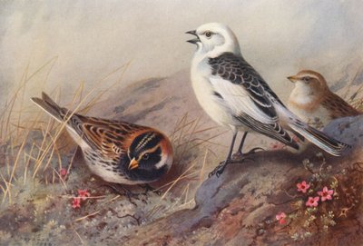 Bruant lapon, Bruant des neiges (été) (mâle et femelle) - Archibald Thorburn