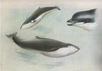 Petit rorqual et rorqual de Rudolph, de Mammifères de Thorburn publié par Longmans et Co, vers 1920 - Archibald Thorburn