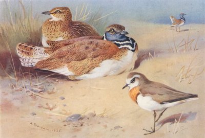 Petite outarde (mâle et femelle), Pluvier caspien - Archibald Thorburn