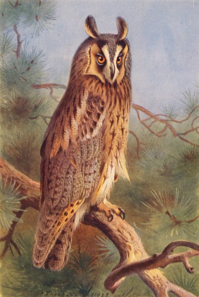 Hibou moyen-duc - Archibald Thorburn
