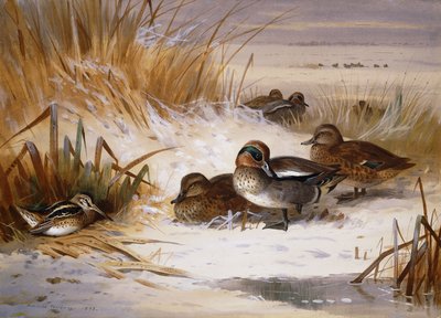 Canard colvert et bécassine au bord d