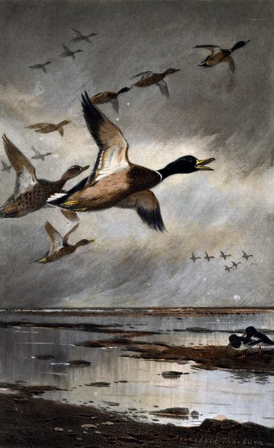 Canards en vol - Archibald Thorburn