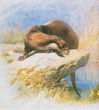 Loutre, publié par Book Club Associates, 1972 - Archibald Thorburn