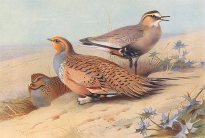 Ganga de Pallas (mâle et femelle), Pluvier sociable - Archibald Thorburn