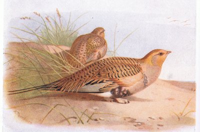 Ganga de Pallas, de Birds of the British Isles and Their Eggs publié par Frederick Warne & Co Ltd, 1958 - Archibald Thorburn