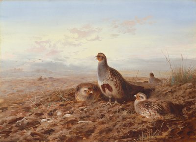 Perdrix parmi les chaumes - Archibald Thorburn