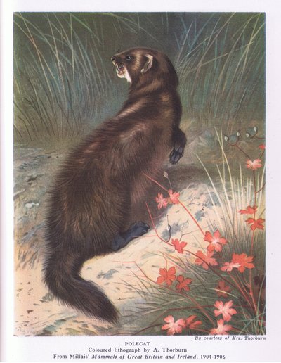 Putois, Nature in Britain publié par Collins - Archibald Thorburn