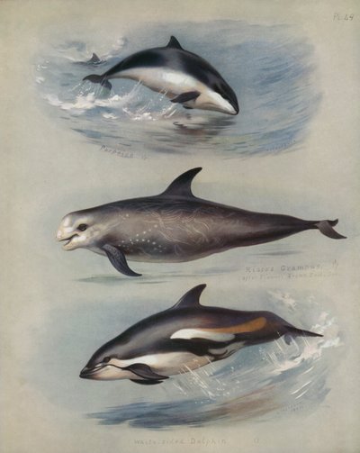 Marsouin, Grampus de Risso, Dauphin à flancs blancs - Archibald Thorburn