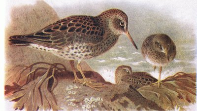 Bécasseau violet, de Birds of the British Isles and Their Eggs publié par Frederick Warne & Co Ltd, 1958 - Archibald Thorburn