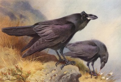 Corbeau - Archibald Thorburn