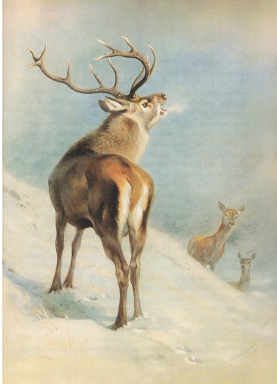 Cerf rouge, de Mammifères de Thorburn publié par Longmans and Co, vers 1920 - Archibald Thorburn