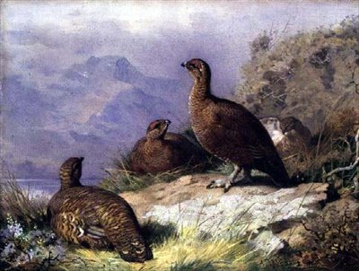 Grouse rouge sur le rivage d