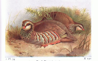 Perdrix rouge, de Birds of the British Isles and Their Eggs publié par Frederick Warne & Co Ltd, 1958 - Archibald Thorburn