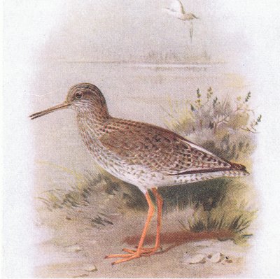 Chevalier gambette, de Birds of the British Isles and Their Eggs publié par Frederick Warne & Co Ltd, 1958 - Archibald Thorburn