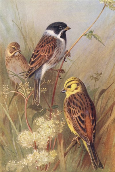 Bruant des roseaux (mâle et femelle), Bruant jaune - Archibald Thorburn