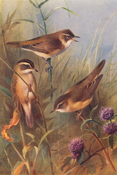 Rousserolle effarvatte, Phragmite des joncs, Rousserolle verderolle - Archibald Thorburn