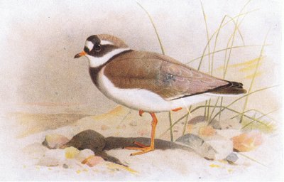 Pluvier à collier, de Birds of the British Isles and Their Eggs publié par Frederick Warne & Co Ltd, 1958 - Archibald Thorburn
