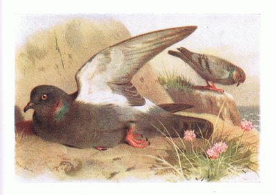 Pigeon biset, de Birds of the British Isles and Their Eggs publié par Frederick Warne & Co Ltd, 1958 - Archibald Thorburn