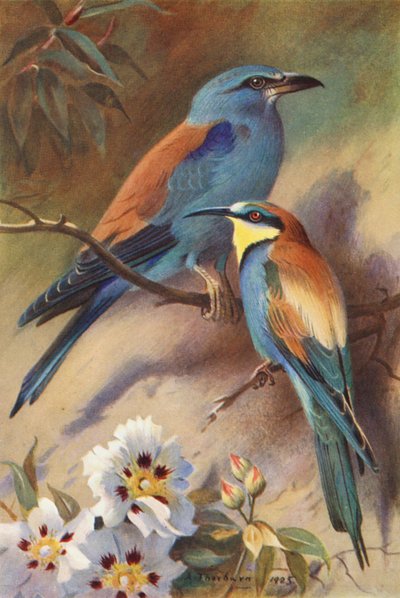 Rollier, Guêpier - Archibald Thorburn