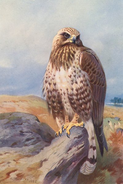 Buse pattue - Archibald Thorburn