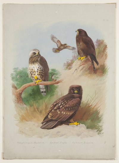 Buse pattue, aigle tacheté et buse variable, vers 1915 - Archibald Thorburn