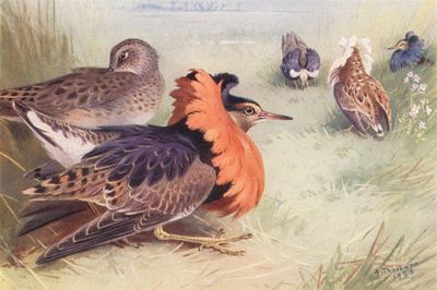 Ruff (quatre types de mâles et femelle) - Archibald Thorburn