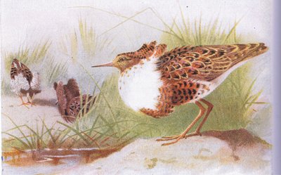 Combattant varié, de Birds of the British Isles and Their Eggs publié par Frederick Warne & Co Ltd, 1958 - Archibald Thorburn