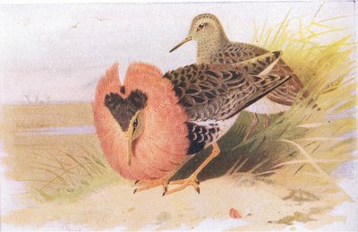 Combattant varié, de Birds of the British Isles and Their Eggs publié par Frederick Warne & Co Ltd, 1958 - Archibald Thorburn